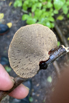 Daedaleopsis tricolor - Roodplaathoutzwam