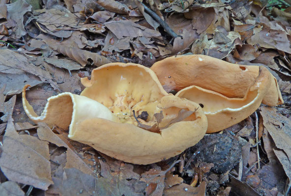 Otidea onotica - Gewoon varkensoor
