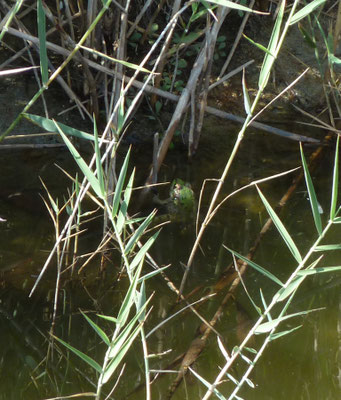 Pelophylax epeiroticus