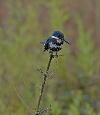 Green Kingfisher