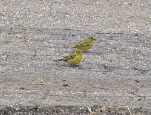 Citroenkanarie