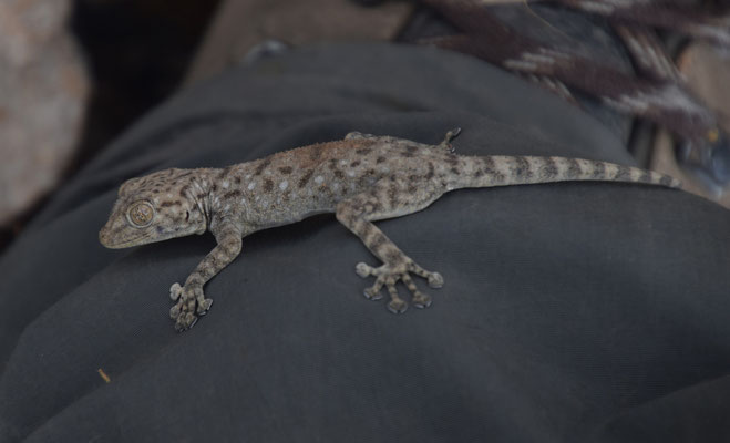 Sinai bladvingergekko (Ptyodactylus guttatus)  