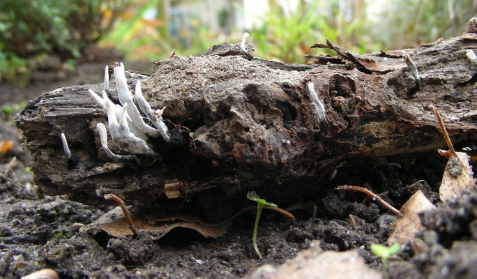 Xylaria hypoxylon - Geweizwam