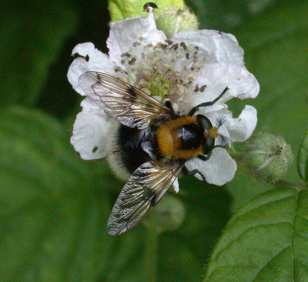 Volucella bombylans - Hommelreus