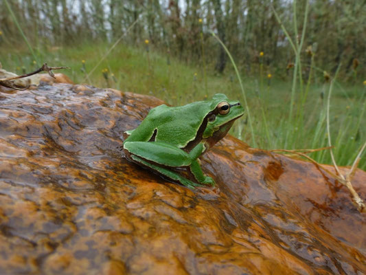 Hyla molleri (Iberische boomkikker)