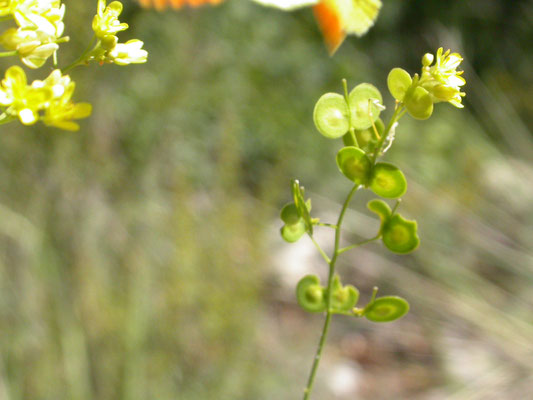 Biscutella didyma