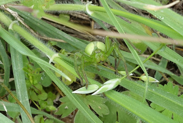 Groene jachtspin
