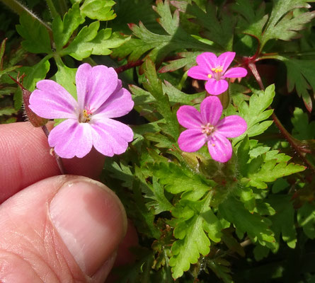 Geranium purpureum - Klein robertskruid