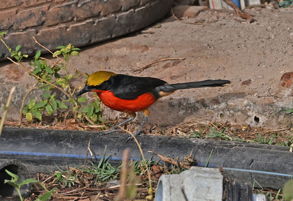 Laniarius barbarus - Common Gonolek (Yellow-crowned G.)