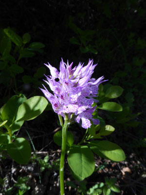 Drietandige orchis - Ochis tridentata