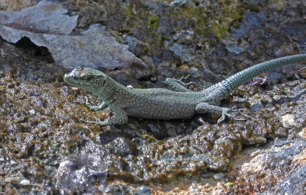 spitssnuithagedis (Dalmatolacerta oxycephala)