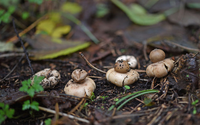 Geastrum fimbriatum-Gewimperde aardster