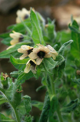 Hyoscyamus niger - Bilzekruid