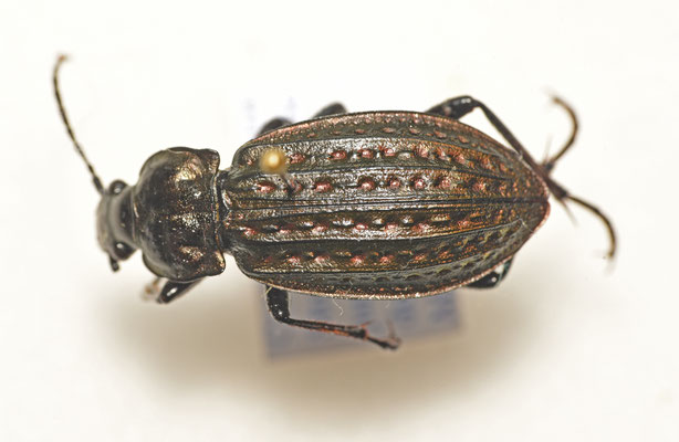 Carabus clathratus – Moerasschallebijter