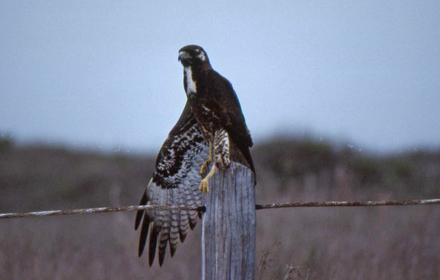 Red-tailed Hawk