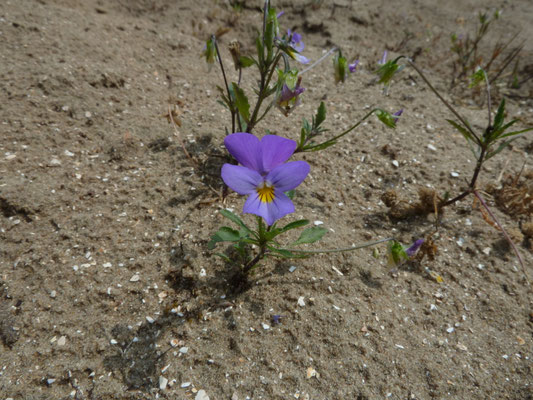 Viola tricolor subsp. curtisii - Duinviooltje