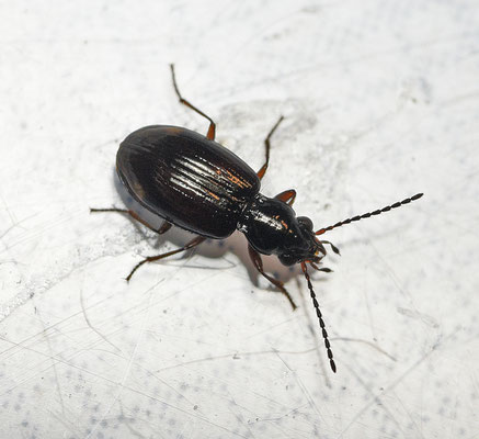 Bembidion doris - Groefkoppriemkever