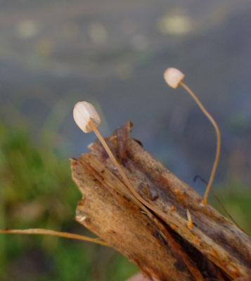 Mycena pterigena - Varenmycena