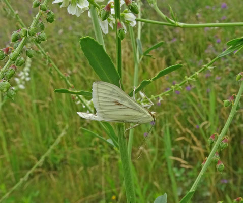 Sitochroa palealis - Bruidsmot