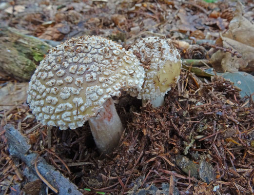 Amanita rubescens - Parelamaniet