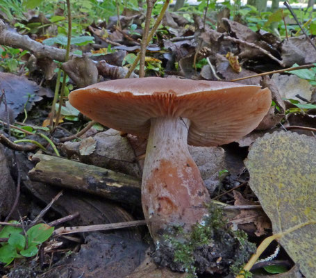 Cortinarius balteatoalbus - Dikke gordijnzwam