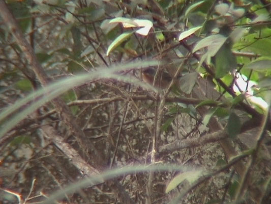 Subalpine Warbler