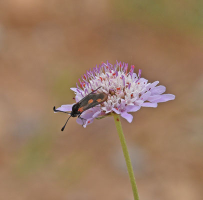 Zygaena sarpedon