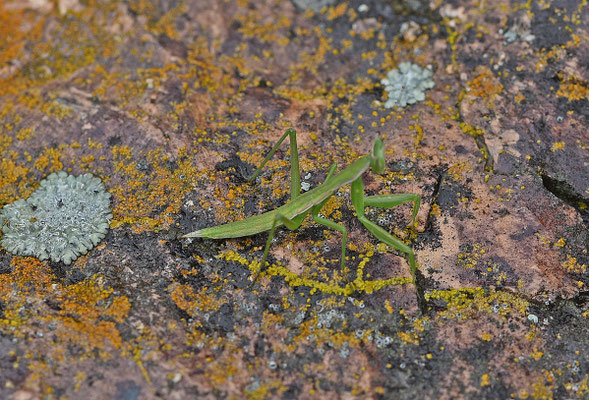 Apteromantis aptera