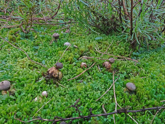 Kleine aardster