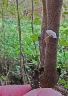 Marasmiellus vaillantii - Halmruitertje
