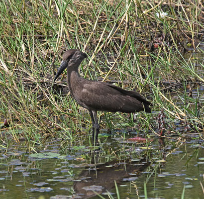 Scopus umbretta - Hamerkop