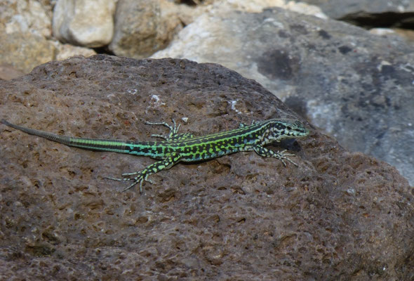 Podarcis tiliguerta
