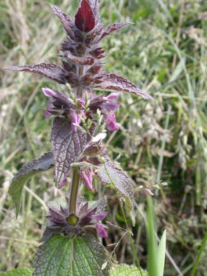 Stachys alpina - Alpenandoorn