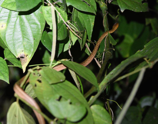 Thamnodynastes pallidus - Gewone Stompsnuitslang