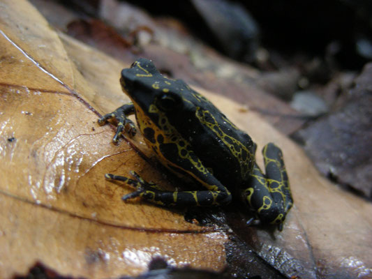 Atelopus hoogmoedi - Hoogmoed's Harlequin Toad
