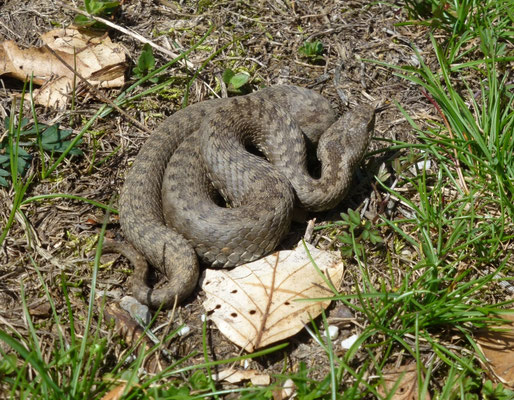 Vipera seoanei (Cantabrische adder)