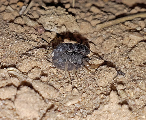 Orthochirus scrobiculosus negebensis