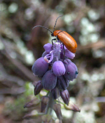 Exosoma lusitanica