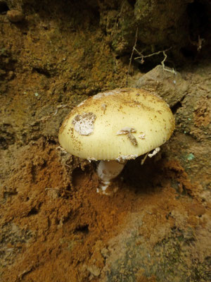 Amanita gemmata - Narcisamaniet