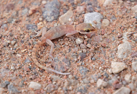 Tropicolotes nattereri