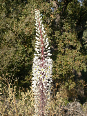 Urginia maritima - Zeeui