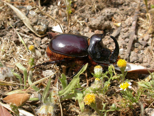 Oryctes nasicornis (neushoornkever)