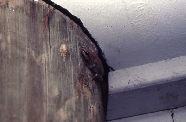 Litoria personata