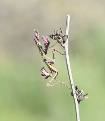 Empusa pennata