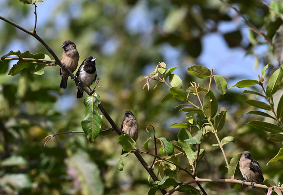 Lonchura cucullata (Spermestes c) - Bronze Munia (Bronze Mannikin)