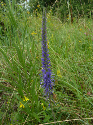 Veronica spicata - Aarereprijs