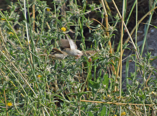 Gestreepte prinia