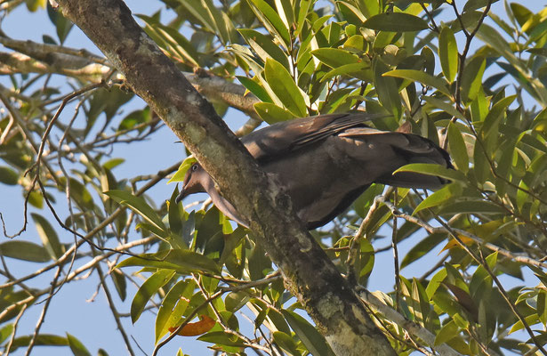 Plumbeous Pigeon