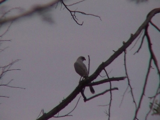 Accipiter badius - Shikra