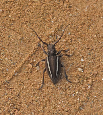  Neodorcadion bilineatum